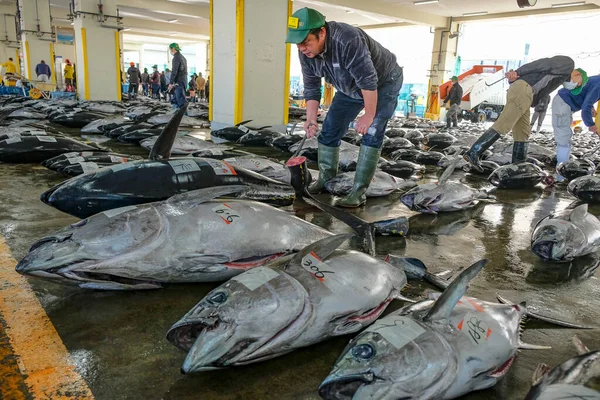Nachikatsuura Japan Mars 2023 Tonfiskauktion Tonfiskmarknaden Nachikatsuura Kii Halvön Japan — Stockfoto