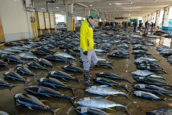Nachikatsuura Japan Mars 2023 Tonfiskauktion Tonfiskmarknaden Nachikatsuura Kii Halvön Japan — Stockfoto