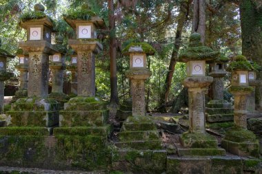 Nara, Japonya - 22 Mart 2023: Japonya, Todaiji Tapınağı yakınlarındaki Nara Parkı 'nda fenerler.