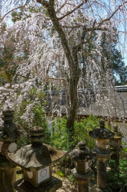 Nara, Japonya - 22 Mart 2023: Japonya 'da Nara Parkı' nın doğusunda bulunan Kasuga Taisha tapınağındaki fenerler.