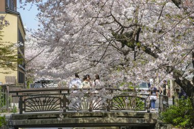 Kyoto, Japonya - 31 Mart 2023: Kimonolu kadınlar Japonya 'nın Kyoto kentindeki Kiyamachi Caddesi' ndeki Takase Nehri 'nde kiraz çiçeklerinin yanında fotoğraf çekiyorlar..