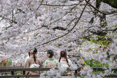 Kyoto, Japonya - 31 Mart 2023: Kimonolu kadınlar Japonya 'nın Kyoto kentindeki Kiyamachi Caddesi' ndeki Takase Nehri 'nde kiraz çiçeklerinin yanında fotoğraf çekiyorlar..