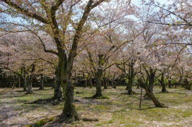 Okayama, Japonya - 4 Nisan 2023 Okayama Korakuen Garden, Japonya 'nın Okayama kentinde bulunan bir Japon bahçesidir..