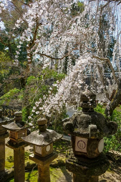 日本奈良 2023年3月22日 位于日本奈良奈良公园以东的Kasuga Taisha神龛的灯笼 — 图库照片