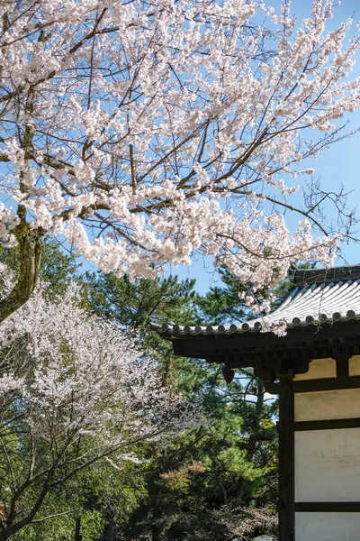 日本奈良奈良公园的樱花 — 图库照片
