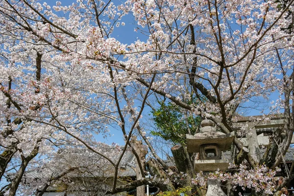 日本京都 2023年3月28日 鸟山庙是日本京都的一座佛教寺庙 — 图库照片