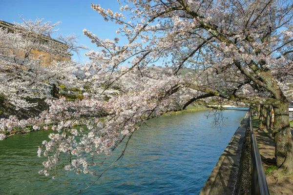 日本京都 2023年3月28日 日本京都冈崎运河樱花景观 — 图库照片