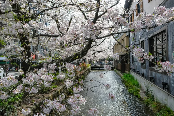 Kyoto Japão Março 2023 Cereja Floresce Rio Takase Rua Kiyamachi — Fotografia de Stock