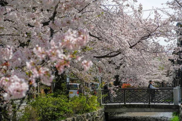 日本京都 2023年3月31日 日本京都清华街高山河上的樱花 — 图库照片