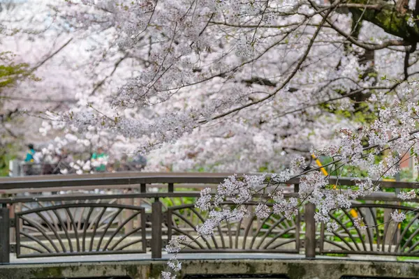 Kyoto Japão Março 2023 Cereja Floresce Rio Takase Rua Kiyamachi — Fotografia de Stock