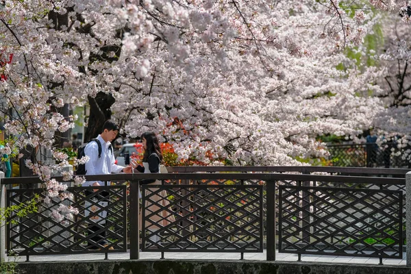 日本京都 2023年3月31日 一对夫妇在日本京都清华街高山河边的樱花旁拍照 — 图库照片