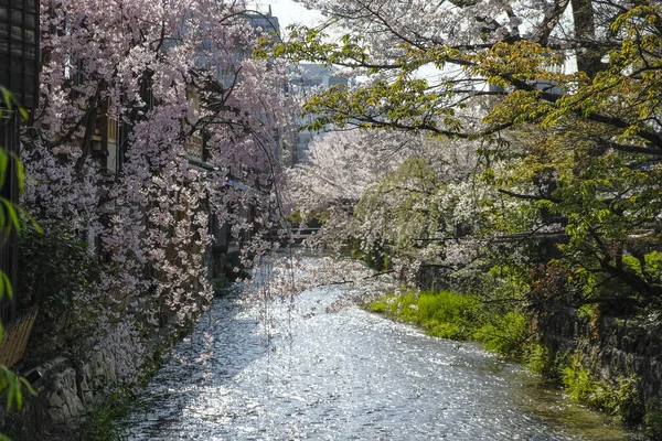 Flores Cerejeira Ponte Tatsumi Canal Shirakawa Distrito Gion Kyoto Japão — Fotografia de Stock