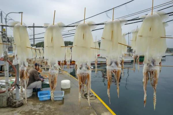 Yobuko Japonia Kwietnia 2023 Suszenie Kalmarów Słońcu Yobuko Japonia — Zdjęcie stockowe