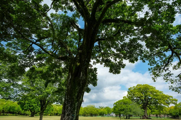 Stock image Views of the Ninomaru Park in Kumamoto on the Island of Kyushu, Japan.