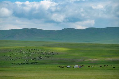 Erdenet, Moğolistan - 19 Temmuz 2023: Erdenet, Moğolistan 'daki Moğol bozkırındaki Yurt yerleşimi.