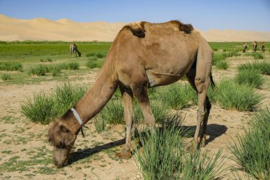 Moğolistan 'daki Gobi Çölü' ndeki Khongor Kum tepelerinde develer..