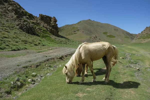 Pferde Der Yolyn Schlucht Des Gurvan Saikhan Gebirges Der Wüste — Stockfoto