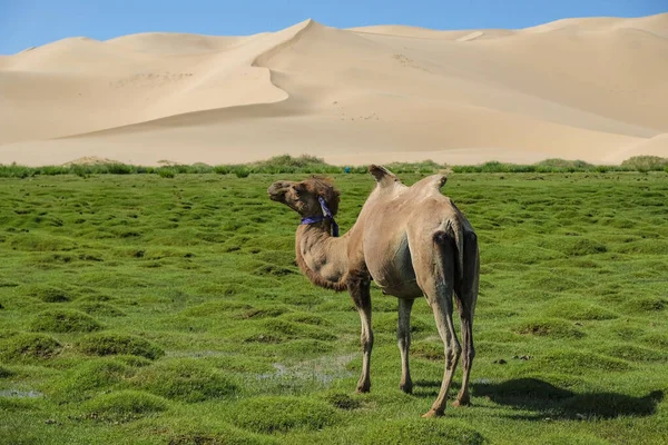 蒙古戈壁沙漠Khongor沙丘的骆驼 — 图库照片