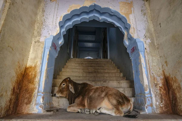 A cow lying on the doorway of an old building in the old town of Pushkar, India.