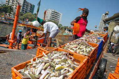 Mumbai, Hindistan - 8 Mart 2024: Mumbai, Hindistan 'ın Colaba ilçesindeki Sassoon Rıhtımında balıkçılar.