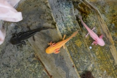 Mexico City, Mexico - 2 Şubat 2025: axolotl, Meksika, Meksika 'da Xochimilco Gölü' nde bulunan bir pedomorfik semender..