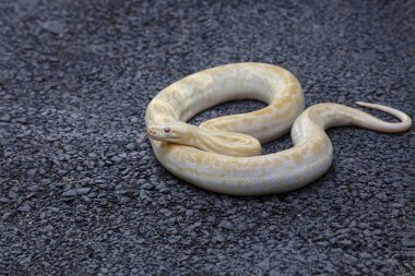 Boa yılanı (ayrıca Boa yılanı olarak da bilinir) büyük bir sürüngendir. Doğada mevcut ve çiftliklerde yetişmiş..