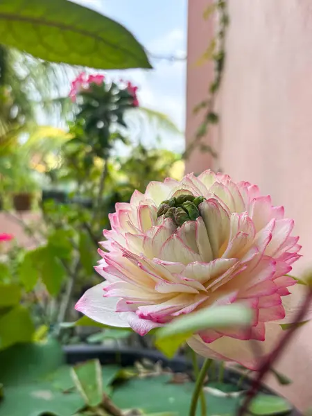 Yeşillik yeşilliklerle çevrili canlı, pembe ve beyaz bir çiçeğe yakın plan. Doğa, çiçek ve bahçe temalı yaratıcı stok projeleri için mükemmel..