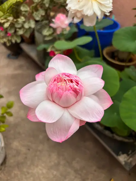 Zarif pembe ve beyaz nilüfer çiçekleri. Yumuşak yapraklar ve yeşil yapraklarla çiçekleniyor. Çiçek, doğa ve botanik ürünleri için ideal. Barışçıl estetik..