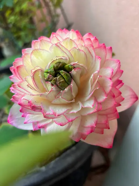 Yumuşak taç yaprağı desenli pembe ve beyaz bir çiçeğin makro çekimi. Yaratıcı borsa platformları arasında çiçek, botanik ve doğa temelli projeler için idealdir..