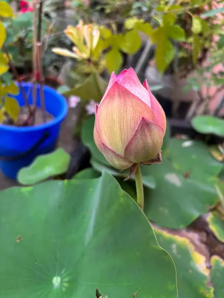 Pembe nilüfer tomurcuğunun doğal bir bahçede canlı yeşil yapraklarla yakın çekimi. Çiçek, manevi ve botanik temalı yaratıcı ve ticari tasarımlar için mükemmel..