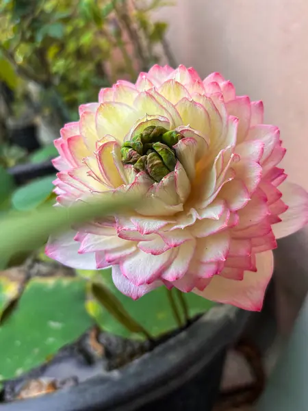 Bahçe saksısında çiçek açan pembe ve beyaz nilüfer çiçeğinin zarif yakın çekimi yumuşak taç yaprağının detaylarını vurguluyor. Çiçek, botanik ve serin temalı tasarımlar için mükemmel..