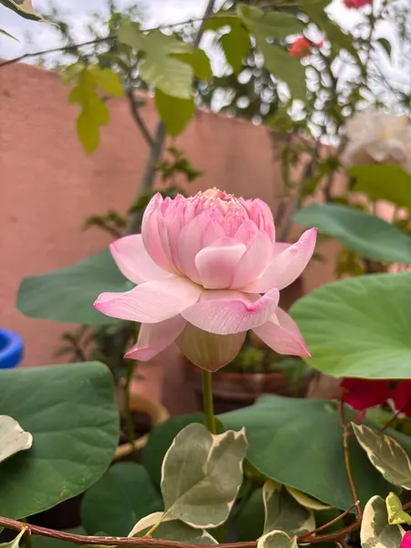 Serin bir bahçede yeşil yaprakların arasında açan canlı pembe nilüfer çiçeği. Doğa, çiçek ve ruhani temalı stok görselleri için ideal tasarım ve yaratıcı kullanım.