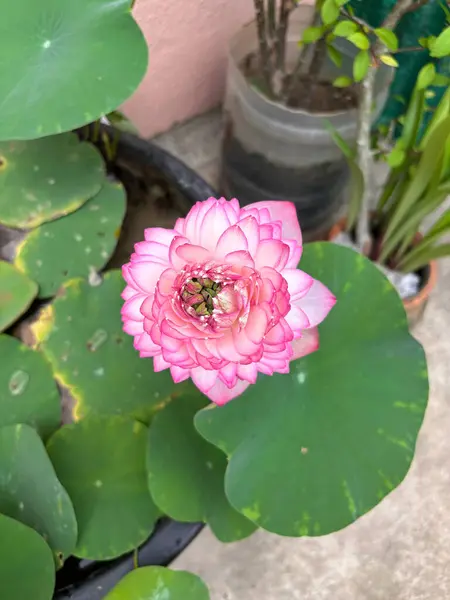 Canlı pembe nilüfer çiçeği yemyeşil yapraklarla çevrili. Doğa, çiçek, meditasyon ve botanik temalı hisse senedi tasarımı ve tasarımı için mükemmel..