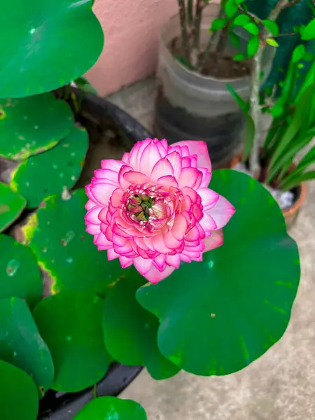 Sersemletici pembe nilüfer çiçeği yemyeşil yapraklarla çiçekleniyor. Büyük borsa platformlarında çiçek, botanik ve huzurlu tasarım projeleri için idealdir..