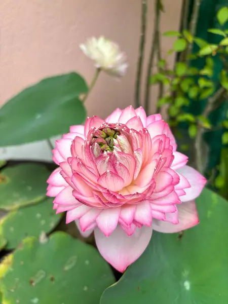 Yeşil yapraklarla çerçevelenmiş sersemletici pembe nilüfer çiçeği. Çiçek, manevi ve doğa temalı hisse senetleri ve yaratıcı tasarım içeriği için idealdir..