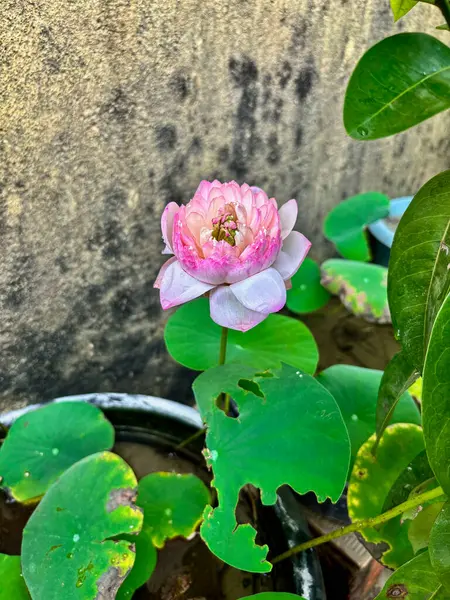 Çiçek açan pembe nilüfer çiçeğinin yakın plan resmi. Yumuşak yaprakları ve yeşil yaprakları bir saksıda. Doğa, çiçek ve meditasyon temalı stok ve tasarım içeriği için ideal.