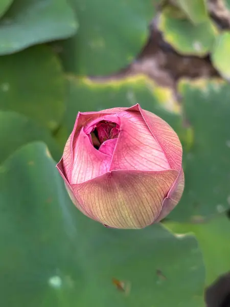 Canlı yeşil yaprakların içine yerleştirilmiş pembe nilüfer çiçeği tomurcuğunun yakın çekimi. Stok ve tasarım platformları için mükemmel bir çiçek, meditasyon ve doğa temalı görsel..