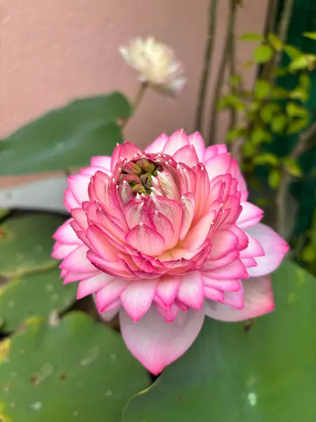 Yumuşak yaprakları ve yeşil yaprakları olan pembe nilüfer çiçeğinin güzel yakın çekimi. Çiçek, botanik, meditasyon ve doğa temalı tasarım ve stok içeriği için ideal.