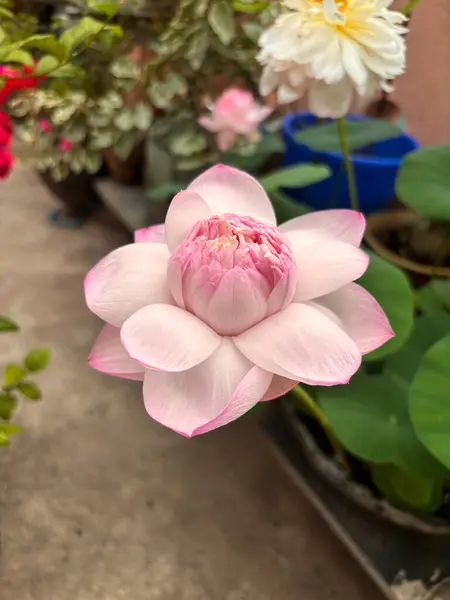 Yeşil yapraklarla çevrili pembe nilüfer çiçeğinin yakın çekimi. Yaratıcı platformlarda doğa, çiçek, meditasyon ve botanik stokları için ideal..