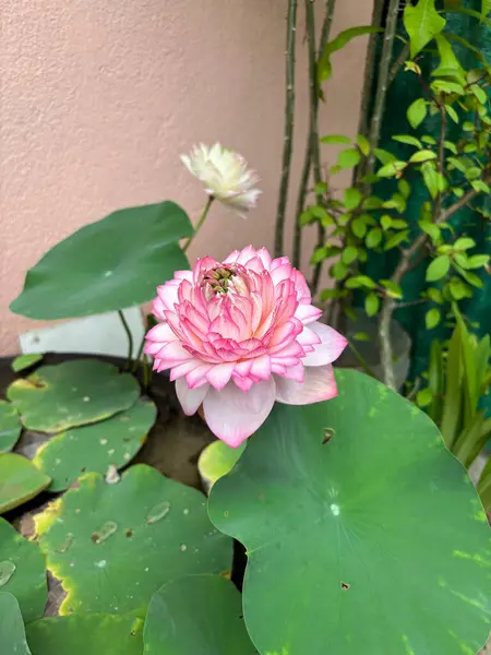 Yumuşak yaprakları ve yeşil yaprakları olan çiçek açan pembe nilüfer çiçeğinin yakın çekimi. Çiçek, doğa, botanik ve refahtan esinlenilmiş tasarım ve ticari içerik için mükemmel..