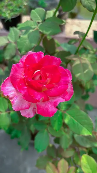 Katmanlı taç yaprakları ve yeşil yapraklarla sersemletici pembe bir gül. Çiçek, botanik, romantizm ve doğa temalı hisse senedi tasarımı ve yaratıcı projeler için mükemmel.