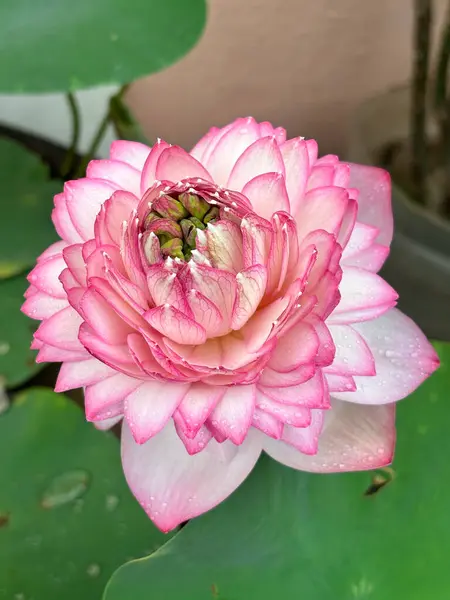 Narin çiğ damlaları ve yemyeşil yaprakları olan çiçek açan pembe nilüfer çiçeğinin yakın çekimi. Çiçek, meditasyon ve botanik temalı hisse senedi ve doğa tasarımları için ideal..