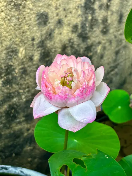 Yumuşak bahçe ışığında yeşil yapraklarla çevrili, yaprakları çiğ damlalarıyla narin pembe nilüfer çiçekleri. Çiçek, doğa ve sağlık temalı stok görselleri için ideal..