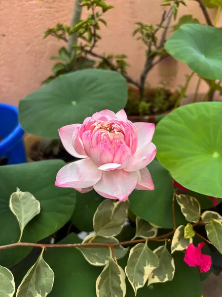 Bahçe ışığında yeşil yapraklarla çevrili pembe nilüfer çiçeği. Ticari kullanım için doğa, çiçek, botanik ve barışçıl stok içeriği için ideal.