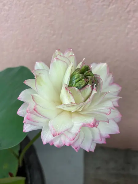 Beyaz nilüfer çiçeğinin yakın çekimi pembe uçlu taç yaprakları çiçek açmış, ince detaylarla yakalanmış. Çiçek, botanik, doğa ve refah temalı tasarım projeleri için ideal.