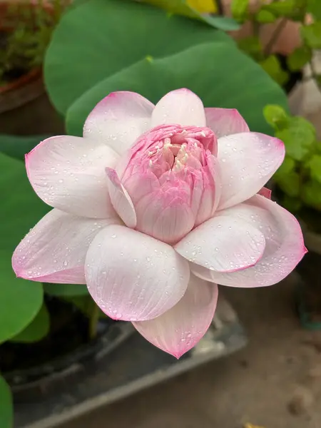 Çiy damlaları ve yeşil yapraklı zarif beyaz ve pembe nilüfer çiçeği. Çiçek, manevi ve doğa temalı hisse senedi imajları ve sakin tasarım kavramları için idealdir..