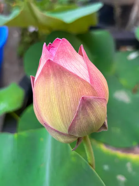 Taze yeşil yapraklarla çevrili pembe bir nilüfer tomurcuğunun yakın çekimi. Doğa, çiçek ve refah temalı yaratıcı projeler ve hisse senetleri için idealdir..