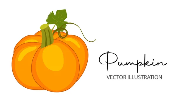 stock vector Orange pumpkin isolated on white background. Vector Illustration for pumpkin, stack, group, thanksgiving, background, vector, food, isolated, nature, Halloween, illustration, white, autumn, garden.