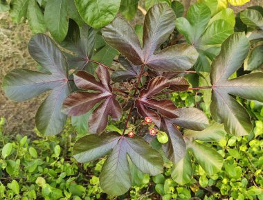 Jatropha fabrikası (Jatropha curcas), eğitim içeriği, botanik belgeseller, bitkisel tıp görselleri veya sürdürülebilir tarım temaları için idealdir. Tıbbi ve biyoyakıt özellikleri.