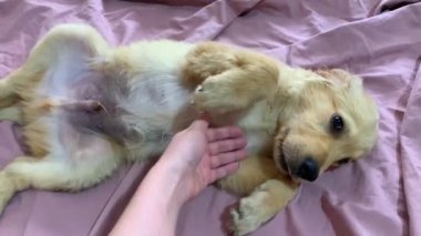 Pembe çarşafların üzerinde yatan sevimli Golden Retriever köpeği. 3 aylık esneme köpeği. Üst görünüm.